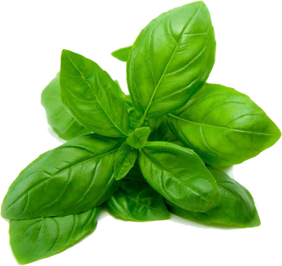 Basil Leaf Essential Oil 