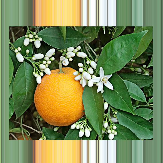 Apricot floral Oil 