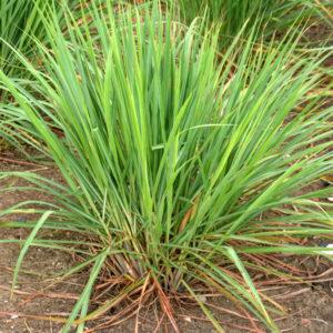 Calamus Essential Oil 