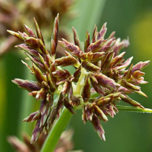 Calamus Essential Oil 