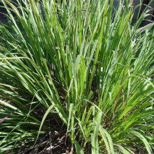 Calamus Essential Oil 